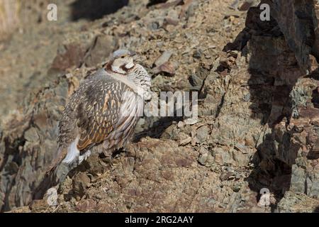 Himalaya-Schneehahn (Tetraogallus himalayensis) hoch oben auf einem Felsen in den Bergen Stockfoto