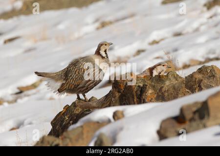 Himalaya-Schneehahn (Tetraogallus himalayensis) hoch oben auf einem Felsen mit Schnee in den Bergen Stockfoto