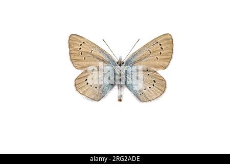 Mazarinblau, Klaverblauwtje, Cyaniris semiargus Stockfoto