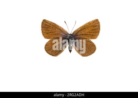 Mazarinblau, Klaverblauwtje, Cyaniris semiargus Stockfoto