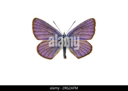 Mazarinblau, Klaverblauwtje, Cyaniris semiargus Stockfoto