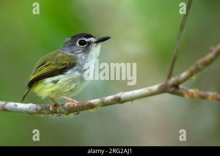 Pygmy Tyrant (Myiornis atricapillus) mit schwarzem Kappendeckel, hoch oben auf einem Ast in einem Regenwald in Panama. Der kleinste Passerinvogel in seiner Reichweite. Stockfoto