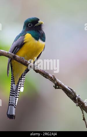 Männlicher Schwarzkehlkopf-Trogon (Trogon rufus), hoch oben auf einem Ast in einem Regenwald in Panama. Auch bekannt als Gelbbauchtrogon. Stockfoto