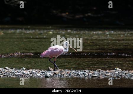 Ein Rosenlöffel, Platalea ajaja, der auf den Steinen im Fluss geht. Corcovado-Nationalpark, Osa-Halbinsel, Costa Rica. Stockfoto