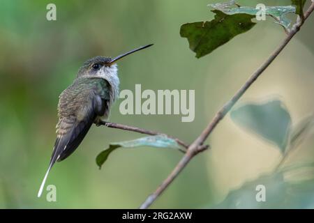 Straight-Billed Hermit (Phaethornis bourcieri bourcieri) in Leticia, Amazonas, Kolumbien. Stockfoto