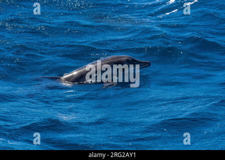 Rauhgezahnte Delfine (Steno bredanensis) schwimmen 3 km vor Ponta da Dobradeira, Sao Nicolau, Kap Verde. Stockfoto