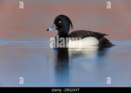 Erwachsene männliche, getuftete Ente, Aythya fuligula, schwimmt auf einem See in Italien. Stockfoto
