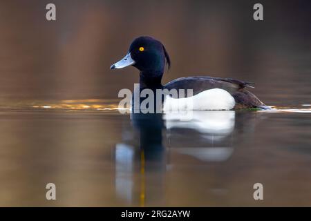 Erwachsene männliche, getuftete Ente, Aythya fuligula, schwimmt auf einem See in Italien. Stockfoto