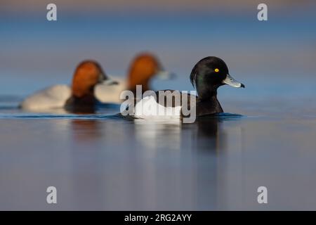 Erwachsene männliche, getuftete Ente, Aythya fuligula, schwimmt auf einem See in Italien. Stockfoto