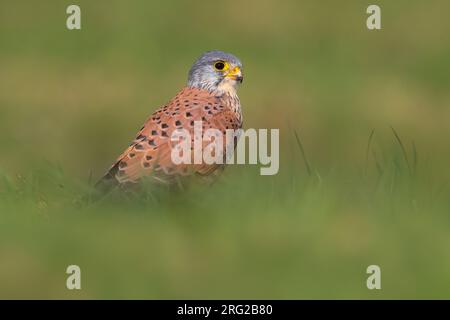 Männlicher Eurasischer Kestrel (Falco tinnunculus) auf einem gebrochenen Ast in Italien. Stockfoto