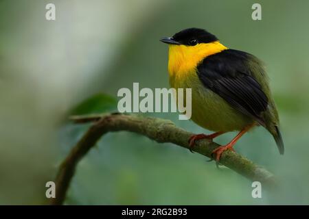 Männliche Manakin (Manacus vitellinus) auf einem Ast in einem Regenwald in Panama. Stockfoto