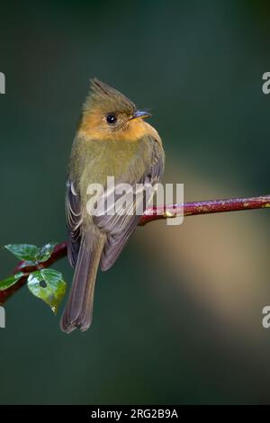 Nördlicher getufteter Flycatcher (Mitrephanes phaeocercus), hoch oben auf einem Ast in einem Regenwald in Panama. Stockfoto