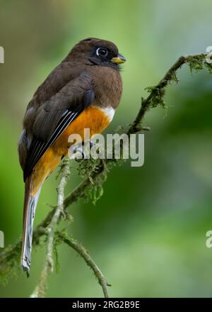 Weiblicher Orangenbauch-Trogon (Trogon collaris aurantiiventris) hoch oben auf einem Ast in einem Regenwald in Panama. Stockfoto