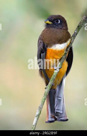 Weiblicher Orangenbauch-Trogon (Trogon collaris aurantiiventris) hoch oben auf einem Ast in einem Regenwald in Panama. Stockfoto