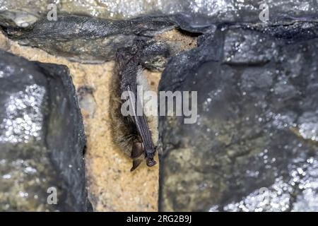 Brandt-Fledermaus (Myotis brandtii) in einem Tunnelspalt bei Nismes, Namur, Belgien. Stockfoto