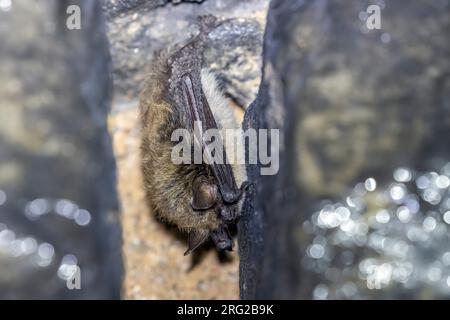 Brandt-Fledermaus (Myotis brandtii) in einem Tunnelspalt bei Nismes, Namur, Belgien. Stockfoto