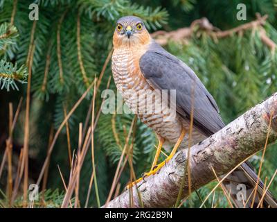 Eurasischer Sparrowhawk, Accipiter Nisus sitzt auf einer Zweigstelle und beobachtet den Fotografen Stockfoto