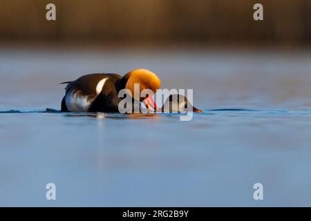 Rotschaufel-Pochard, Netta rufina, schwimmt in einem See in Italien. Männliche und weibliche Paarung. Stockfoto
