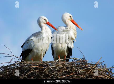 Ein Paar Weißstorche ( Ciconia ciconia), die auf ihrem Nest in den Niederlanden stehen. Von vorne gesehen, vor einem blauen Himmel als Hintergrund. Stockfoto