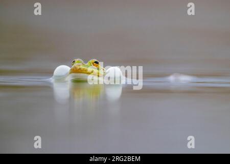 Italienischer Schwimmfrosch (Pelophylax bergeri), erwachsenes Männchen, das seine Beutel im Wasser aufbläht, Kampanien, Italien Stockfoto