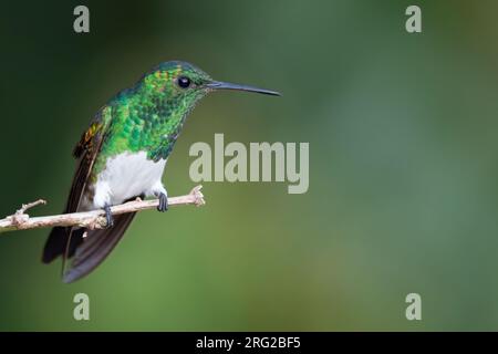 Schneebedeckter Kolibri (Saucerottia edward) auf einem Ast in einem Regenwald in Panama. Stockfoto