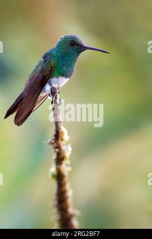 Schneebedeckter Kolibri (Saucerottia edward) auf einem Ast in einem Regenwald in Panama. Stockfoto