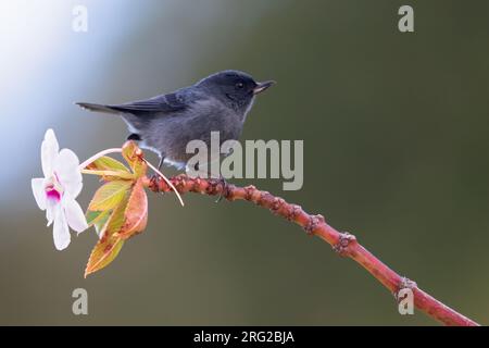 Männlicher Blütenpiercer (Diglossa plumbea), hoch oben auf einem Ast mit einer tropischen Blume in einem Regenwald in Panama. Stockfoto