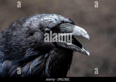 Gewöhnlicher Rabe, Corvus Corax, Nahaufnahme, Aufruf, offener Schnabel Stockfoto