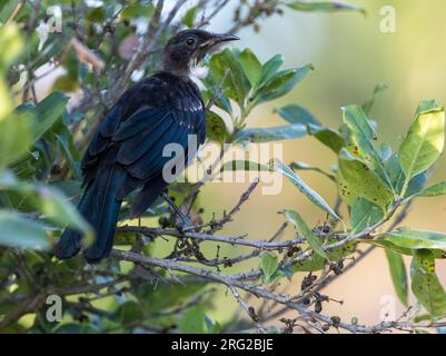 Unreife TUI (Prosthemadera novaeseelandiae) auf der Nordinsel Neuseelands. Hoch oben in einem niedrigen Busch, mit Blick über seine Schulter. Stockfoto