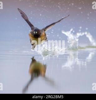 Nach Zwergtaucher (Tachybaptus ruficollis) laufen über die Oberfläche eines frischen Wasser See in Italien. Stockfoto