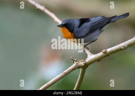 Erwachsener Flammenkehler (Oreothlypis gutturalis) hoch oben auf einem Ast in einem Regenwald in Panama. Stockfoto