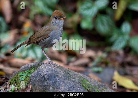 Die ruddy-bedeckte Nightingale-Thrush (Catharus frantzii) liegt auf einem moosbedeckten Felsbrocken in Unterholz eines montanen Regenwaldes in Panama. Stockfoto