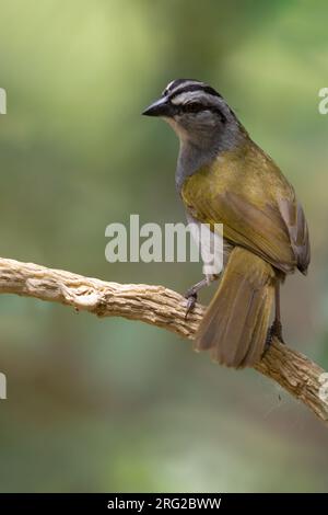 Schwarz gestreifter Spatz (Arremonops conirostris), der auf einem Ast in einem Regenwald in Panama liegt. Stockfoto