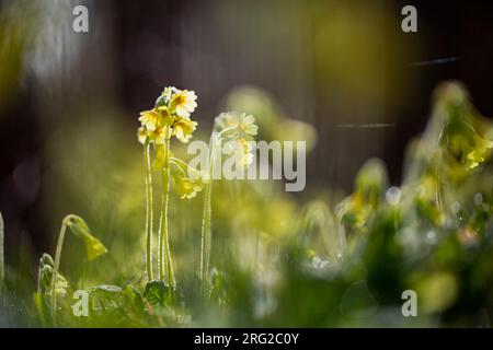 Schlüsselblume, Primula elatior Stockfoto