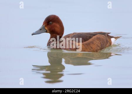 Vrouwtje Witoogeend; Weiblicher eisenhaltigen Pochard Stockfoto