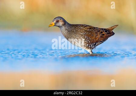 Wunderschöner erwachsener gepunkteter Crake (Porzana porzana), der im seichten Wasser im lokalen Sumpfgebiet Italiens auf der Wache steht. Stockfoto