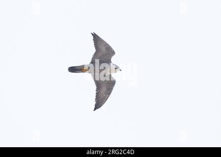 Wanderfalke, Falco peregrinus, Erwachsene Frau, die mit klarem hellgrauen Himmel fliegt Stockfoto