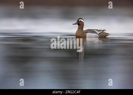 Männlicher Garganey (Spatula querquedula) in Italien. Schwimmen auf einem See während der Frühjahrswanderung. Stockfoto