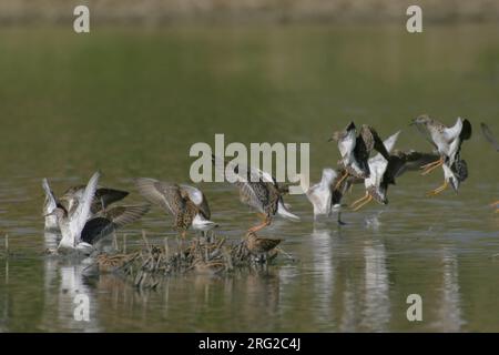 In Kemphanen vlucht; Kampfläufer im Flug Stockfoto