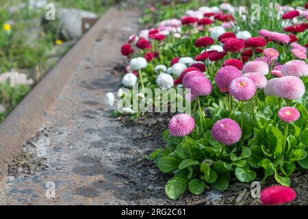 Rosa und weiße Gänseblümchen im Blumenbeet Stockfoto