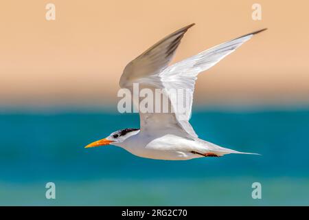 Afrikanische Königliche Tern (Thalasseus maximus) im Flug über Dakhla Beach, Westsahara. Stockfoto