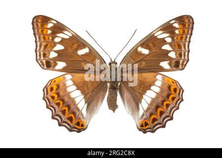 Poplar Admiral, Grote ijsvogelvlinder, Limenitis populi Stockfoto