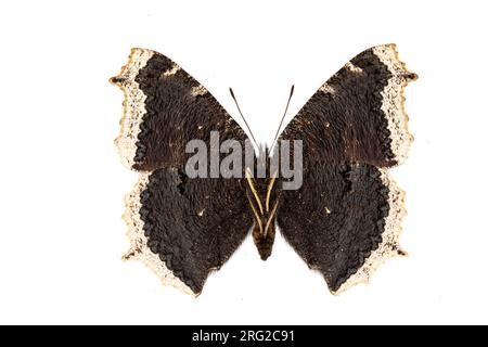 Camberwell Beauty, Rouwmantel, Nymphalis Antiopa Stockfoto