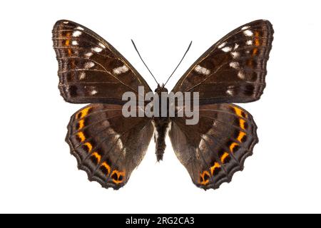 Poplar Admiral, Grote ijsvogelvlinder, Limenitis populi Stockfoto