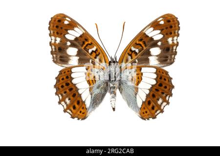 Weißer Admiral, kleine ijsvogelvlinder, Limenitis Stockfoto