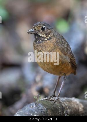 Scaled Antpitta (Grallaria guatimalensis regulus) bei Kilometro 18, Cali, Valle del Cauca, Kolumbien. Stockfoto