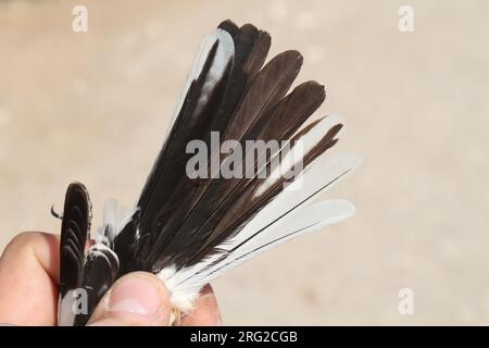 Ausgewachsener männlicher maskierter Rike (Lanius nubicus) in einer Forschungsstation nahe Eilat in Israel gefangen. Mit Schwanzfedern. Stockfoto