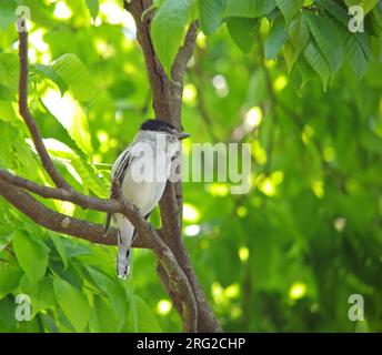 Graukragen-Becard (Pachyramphus Major) in Mexiko. Hoch oben auf einem Ast in der Mitte des Obergeschosses. Stockfoto