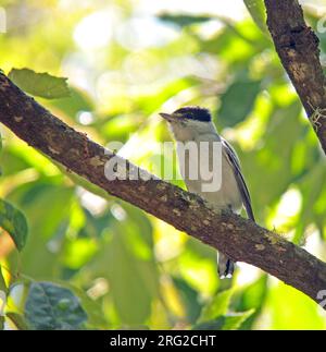 Graukragen-Becard (Pachyramphus Major) in Mexiko. Hoch oben auf einem Ast in der Mitte des Obergeschosses. Stockfoto