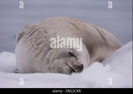 Eine Krabbenrobbe, Lobodon carcinophaga, die auf dem Eis ruht, Wilhelmina Bay, Antarktis. Antarktis. Stockfoto